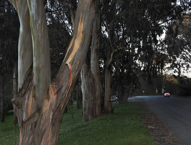Eucalyptus Tree at Polo Fields in Golden Gate Park, San Francisco.  (2013)