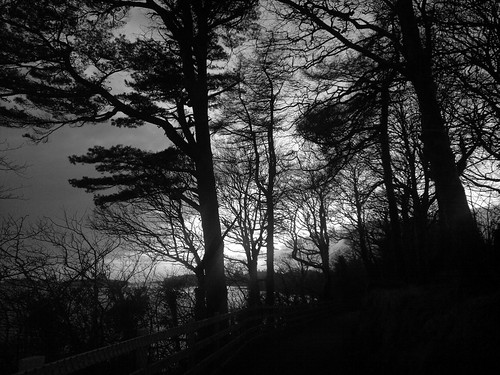 trees light sunset nature monochrome silhouette fence blackwhite twilight dusk path branches n8 donegaltown thebankwalk