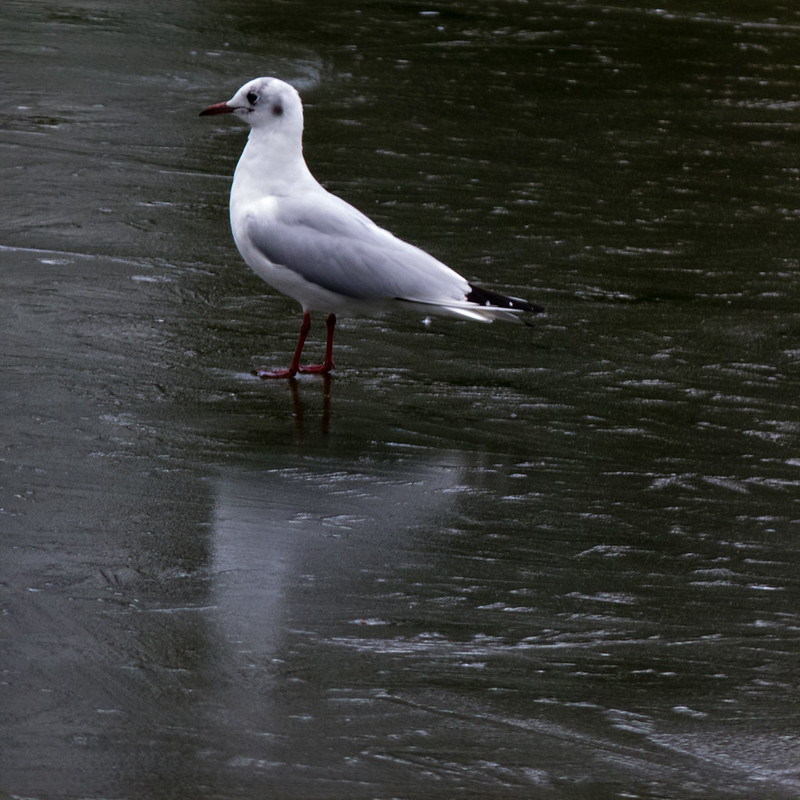 Black headed gull on frozen lake