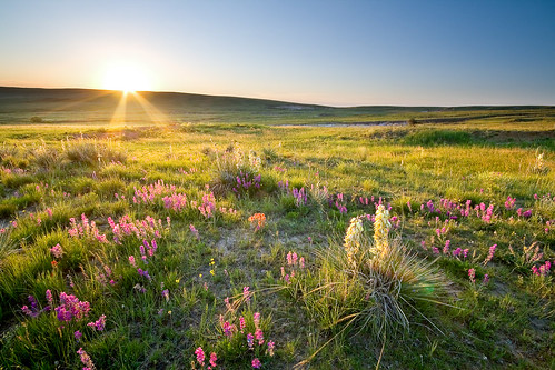 morning flowers blue summer green sunrise flora colorado unitedstates sunburst prairie yucca grasslands calhan paintminespark