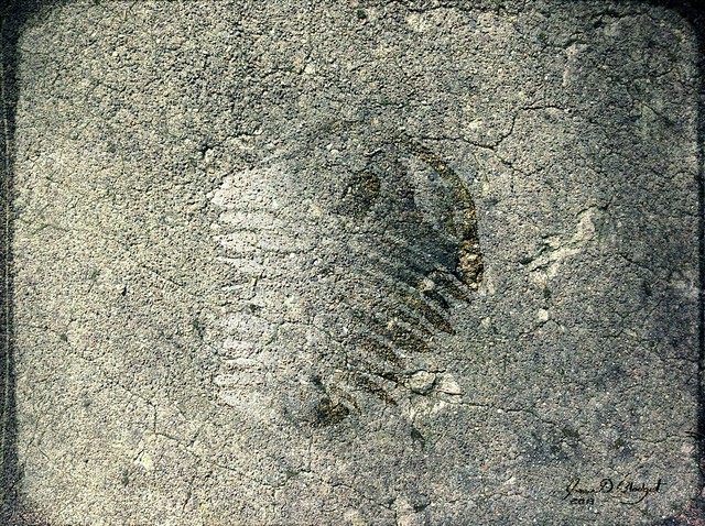 Faux Fossil