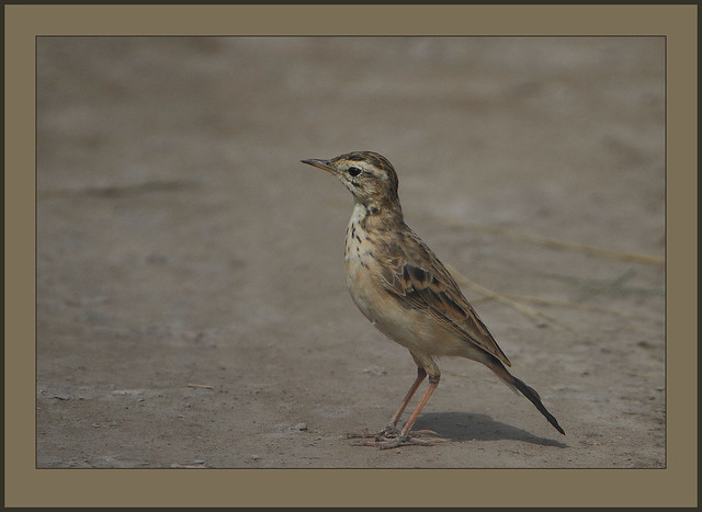 Grassland Pipit -the devil is in the detail.