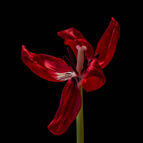 Fading Tulip by tonybill
