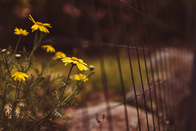 Yellow wild flowers next to a fence on sidewalk