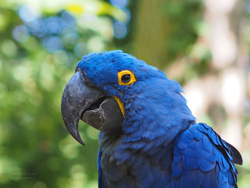blue portrait smile birds zoo dof nashville bokeh tennessee parrot macaw manualfocus omd hyacinthmacaw anodorhynchushyacinthinus anodorhynchus legacyglass om135mmf28asanuma