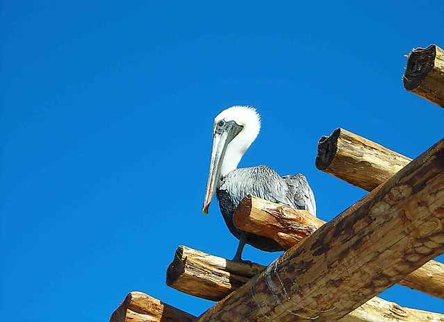 Christian's pelican