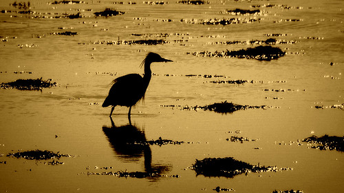 sunset sea sun sunlight reflection bird heron nature water silhouette reflections silhouettes shore lowtide seashore morayfirth