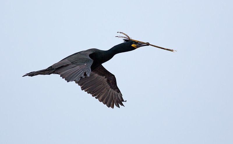 Shag with nesting material