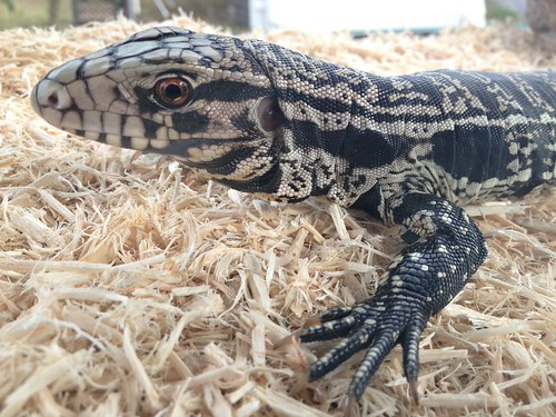 Tegu Fish Nonnative Tegu | This is a young (small) black and white teg… | Flickr