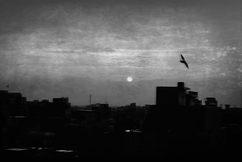 life india white black bird canon evening pinhole 4s iphone 500d filterstorm uploaded:by=flickrmobile flickriosapp:filter=nofilter
