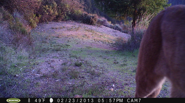 Mountain Lion 2/23/2013 @17:57 San Mateo County; photo taken by motion-sensor camera. Check w/Georgia Stigall for more info.