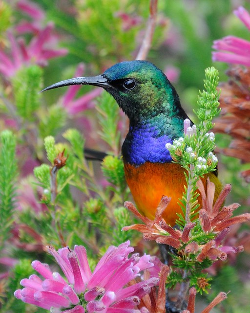 Colourful feeder