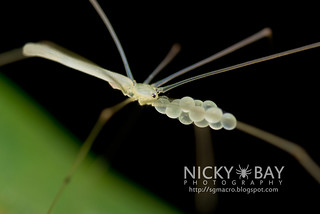 Daddy Long Leg Spider (Nipisa phyllicola) - DSC_7836