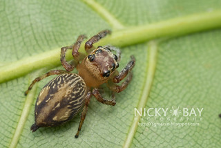 Jumping Spider (cf. Pancorius sp.) - DSC_7767