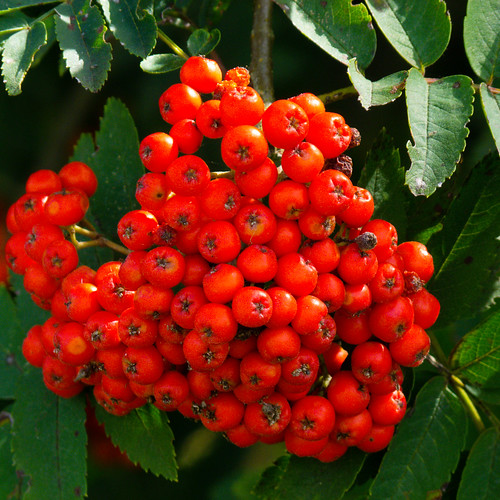 Rowan berries ripening