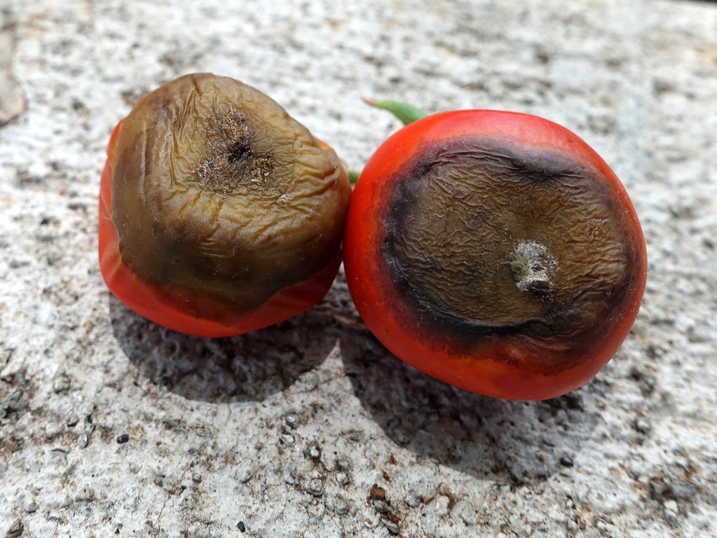 Tomato Blossomend rot (calcium deficiency) a photo on Flickriver