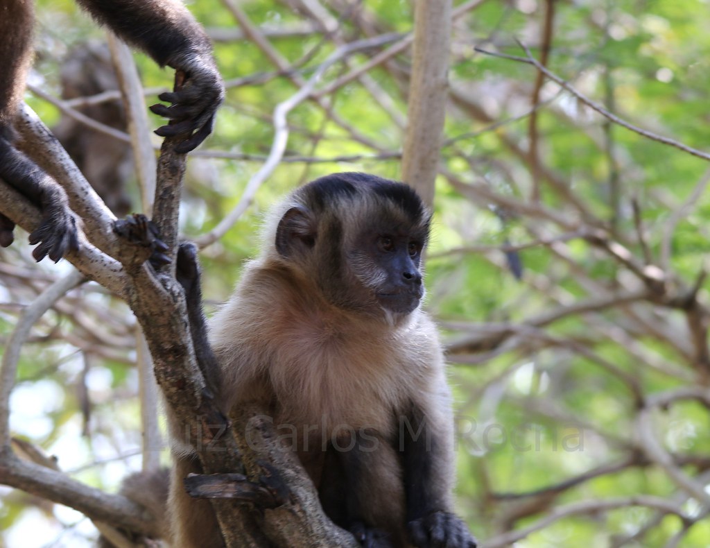 Sapajus cay (Macaco-prego-de-Azara) - Museu do Cerrado