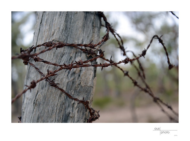 Graytown Barbed Wire