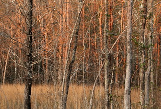 Late Afternoon at the Flatwoods 2 (Explored)