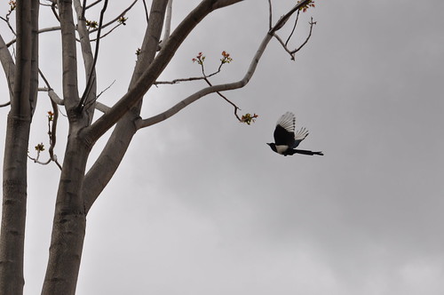 Bird and Tree