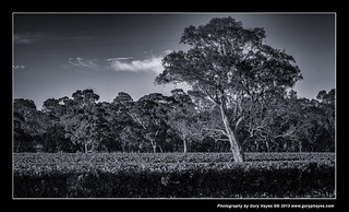 013_Adelaide Hills Sunrise Mar 2013