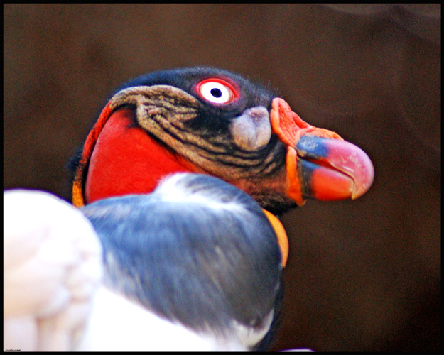 Rey Zope / King Vulture