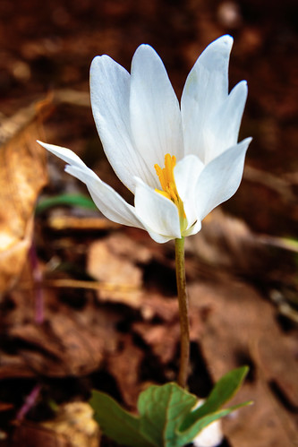 Bloodroot by snapdragginphoto, A seemingly crazy name for so beautiful a flower. Indians used the sap from these to color pottery..
