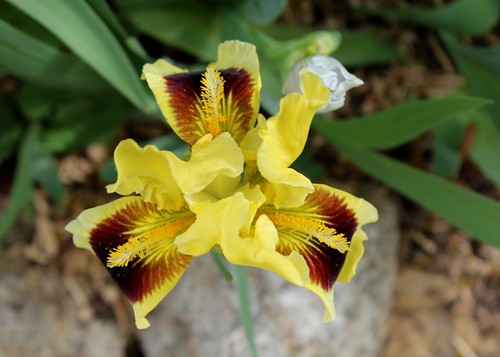 Iris nains horticoles 2012-2015 - Page 2 8666725182_49934cc017