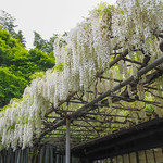 Eishō-ji | Wisteria Floribunda