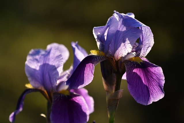 Les Iris, fleurs de charme