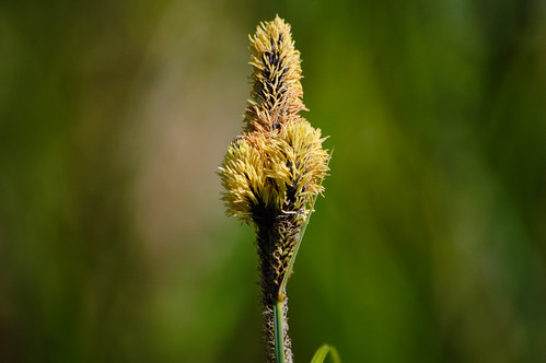 Pollen-laden reed, Perton