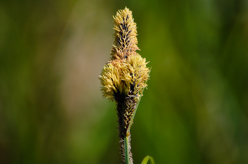 Pollen-laden reed, Perton
