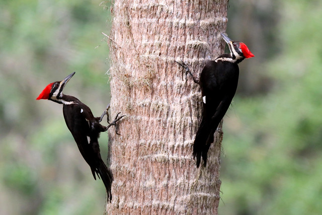 Playtime!! These juvenile Pileated sisters are as big as their parents and are  enjoying a little game of tree tag at Circle B Bar Reserve, Lakeland,  Florida
