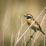 Whinchat