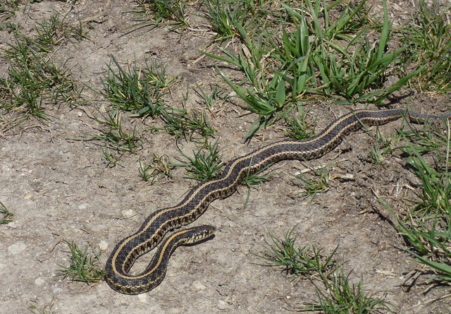 snake, Midewin National Tallgrass Prairie, Illinois