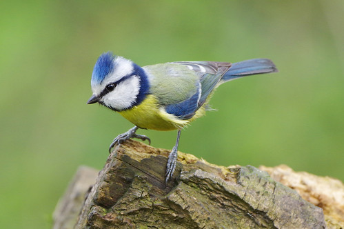 barnwellcountrypark northamptonshire wild wildlife nature bluetit woodland bird cyanistescaeruleus