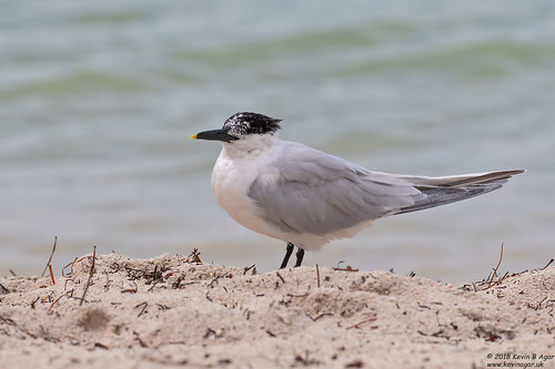 birds florida sandwichtern thalasseussandvicensis usa