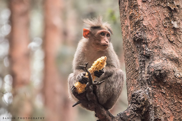 Monkey with the corn she snatched from a tourist. A scene from the Pine Forests of Kodaikanal.