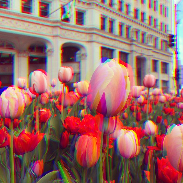 More flowers! This time in a triple-exposure #harrisshutter