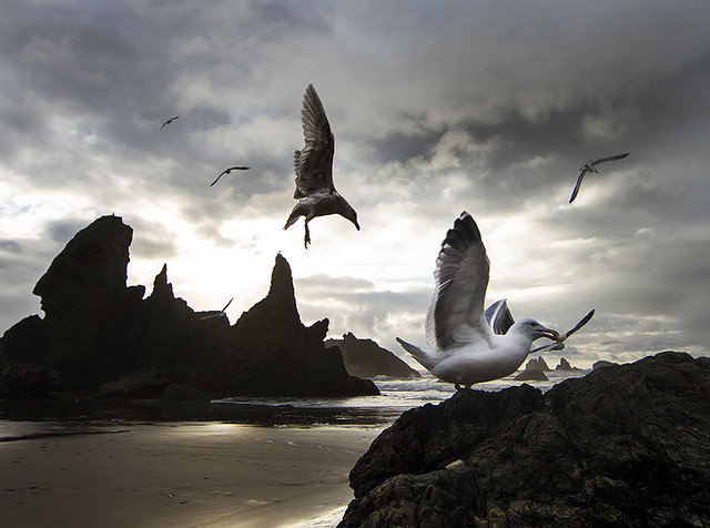 Attack of the Gulls