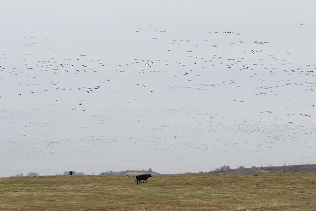 Canada geese landing in a pasture west of Othello, Washington