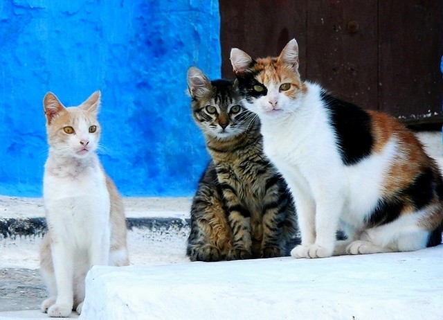 cats in morocco