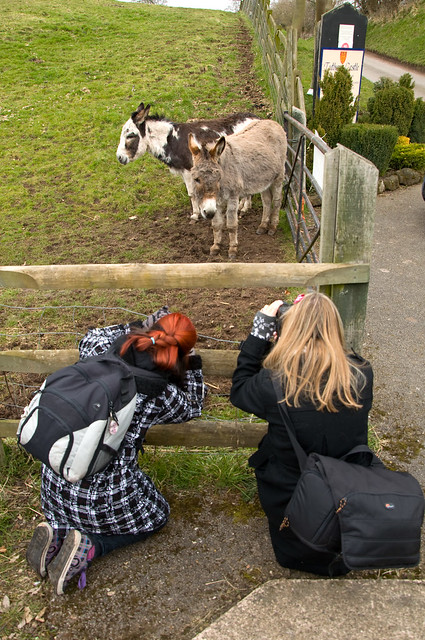 Photographing the Donkeys