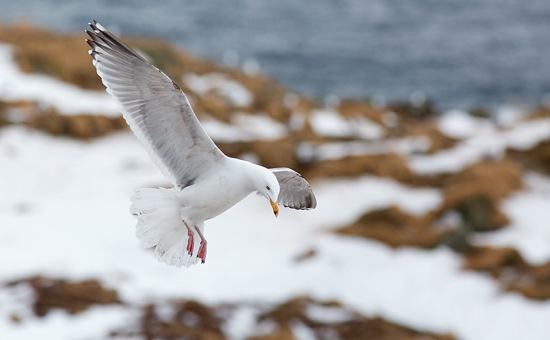 Herring Gull (uplit from the snow)