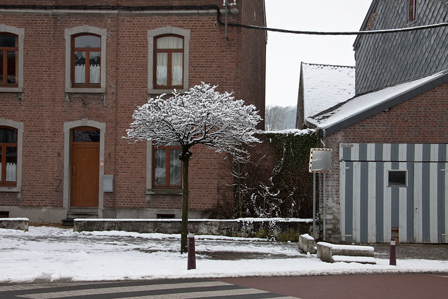 the little snowy tree