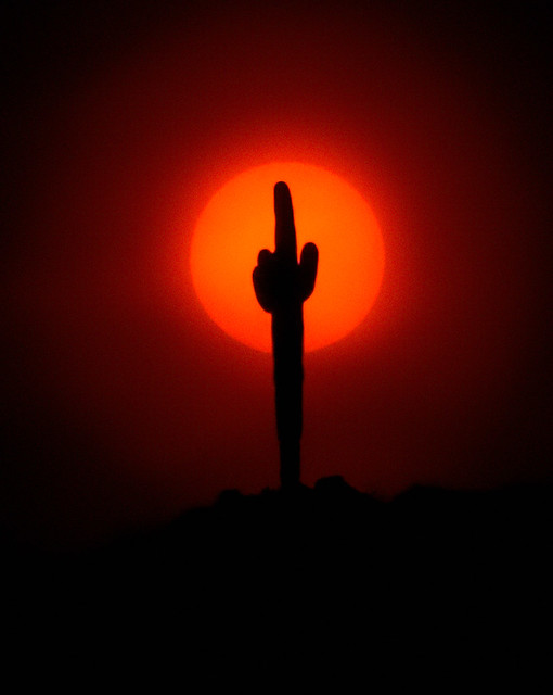 Saguaro Sun