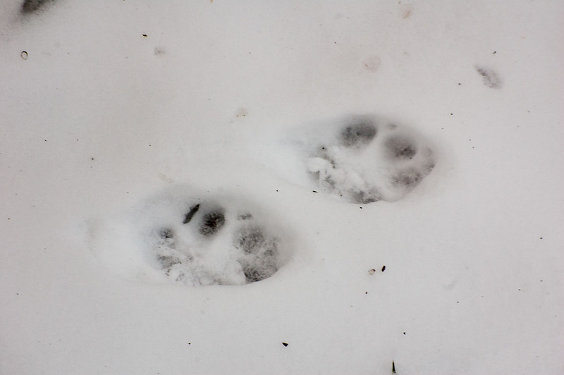 Badger footprints