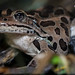 Flickr photo 'Northern Leopard Frog (Rana pipiens)' by: DaveHuth.