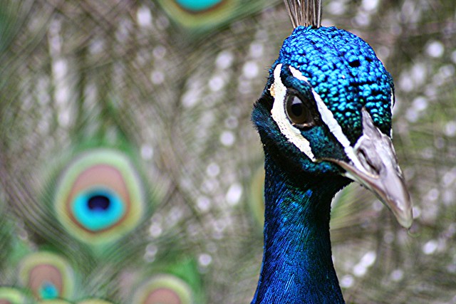 peacock 092