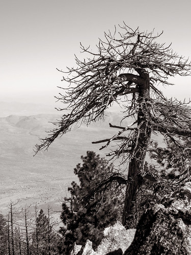 bw white black tree nature pine canon landscape dead outdoors hiking powershot wilderness sierraclub sequoianationalforest southernsierra piutemountains hundredpeakssection sx260 sorrellpeak